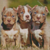 American Bully Puppies Diamond Painting