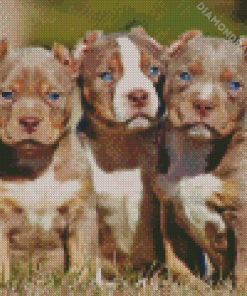 American Bully Puppies Diamond Painting