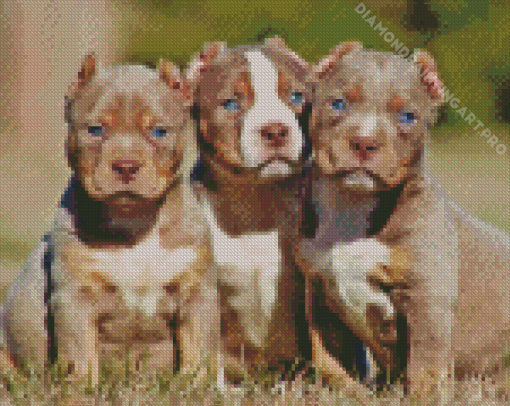 American Bully Puppies Diamond Painting