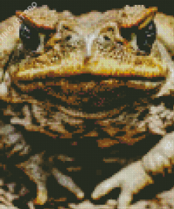 Angry Toad Diamond Painting