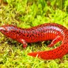 Black And Red Salamander Diamond Painting