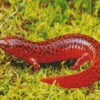 Black And Red Salamander Diamond Painting