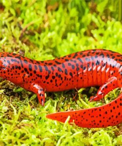 Black And Red Salamander Diamond Painting