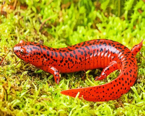 Black And Red Salamander Diamond Painting