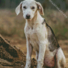 Black And White Mountain Cur Diamond Painting