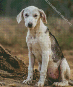 Black And White Mountain Cur Diamond Painting