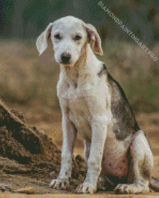 Black And White Mountain Cur Diamond Painting