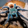 Blue And Brown Spider Diamond Painting