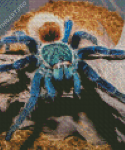 Blue And Brown Spider Diamond Painting