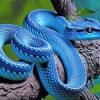 Blue Snake On Tree Diamond Painting