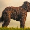 Bouvier Des Flandres At Sunset Diamond Painting