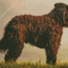 Bouvier Des Flandres At Sunset Diamond Painting