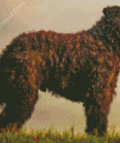 Bouvier Des Flandres At Sunset Diamond Painting