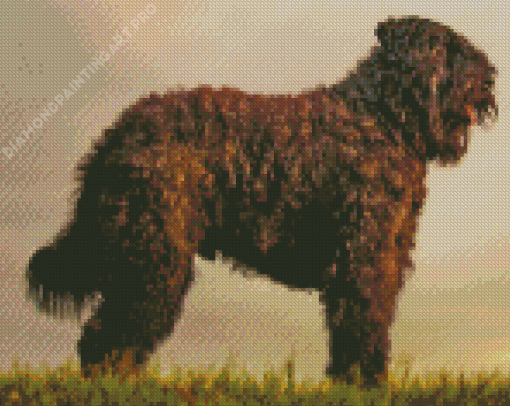 Bouvier Des Flandres At Sunset Diamond Painting