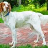 Brown Headed English Setter Diamond Painting