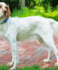 Brown Headed English Setter Diamond Painting