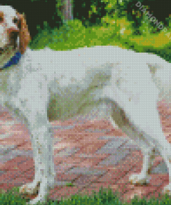 Brown Headed English Setter Diamond Painting