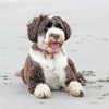 Brown And White Portuguese Water Dog At The Beach Diamond Painting