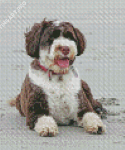 Brown And White Portuguese Water Dog At The Beach Diamond Painting