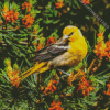 Female Baltimore Oriole Bird Diamond Painting