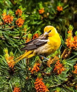 Female Baltimore Oriole Bird Diamond Painting