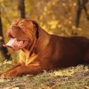 French Mastiff With Autumn Leaves Diamond Painting