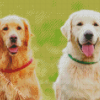 Golden And Cream Retriever Diamond Painting