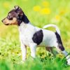 Miniature Fox Terrier Puppy Diamond Painting