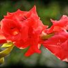 Red Pink Gladiolus Flowers Diamond Painting