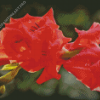 Red Pink Gladiolus Flowers Diamond Painting