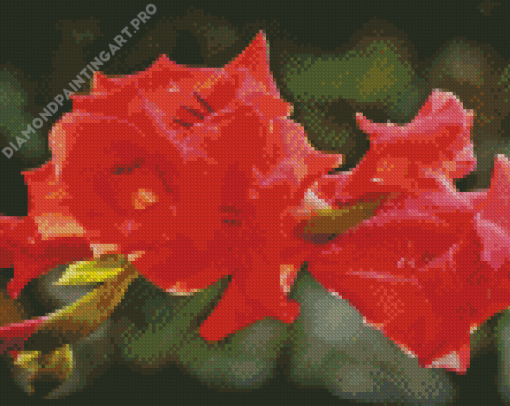 Red Pink Gladiolus Flowers Diamond Painting