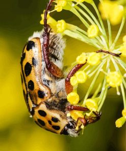 Scarab Punctate Flower Chafer Diamond Painting