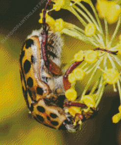 Scarab Punctate Flower Chafer Diamond Painting