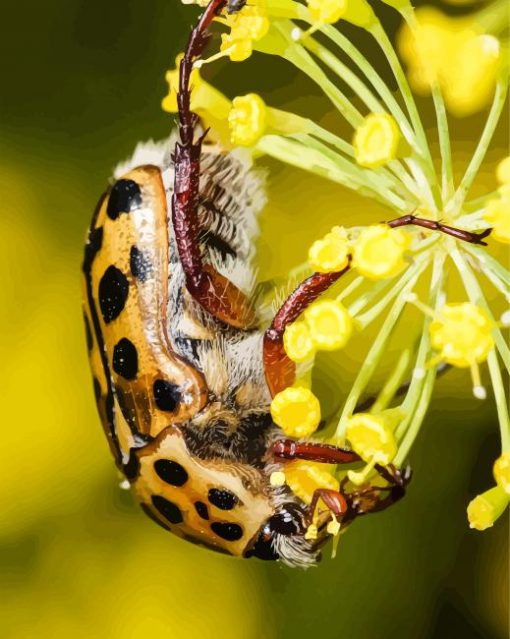 Scarab Punctate Flower Chafer Diamond Painting