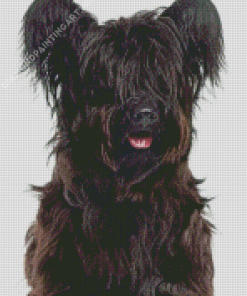 Skye Terrier Puppy Dog Diamond Painting