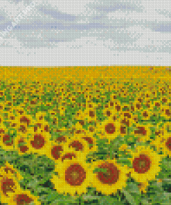 Small Sunflower Field Diamond Painting