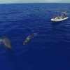 Sperm Whales With Boat Diamond Painting