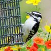 Flowers And Downy Woodpecker On Bird Cage Diamond Painting