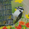 Flowers And Downy Woodpecker On Bird Cage Diamond Painting