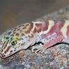 Western Desert Gecko Animal Diamond Painting