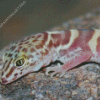 Western Desert Gecko Animal Diamond Painting