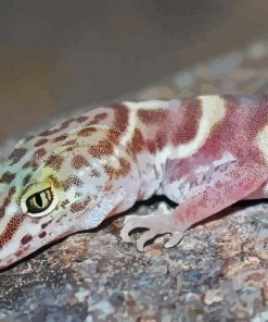 Western Desert Gecko Animal Diamond Painting