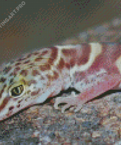 Western Desert Gecko Animal Diamond Painting