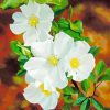 White Cherokee Roses Diamond Painting