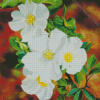 White Cherokee Roses Diamond Painting