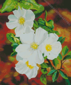 White Cherokee Roses Diamond Painting