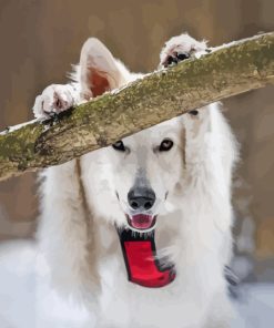 White Swiss Shepherd Diamond Painting