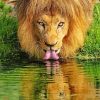 Wild Lion Drinking Diamond Painting