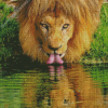 Wild Lion Drinking Diamond Painting