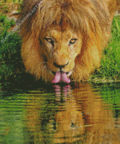 Wild Lion Drinking Diamond Painting